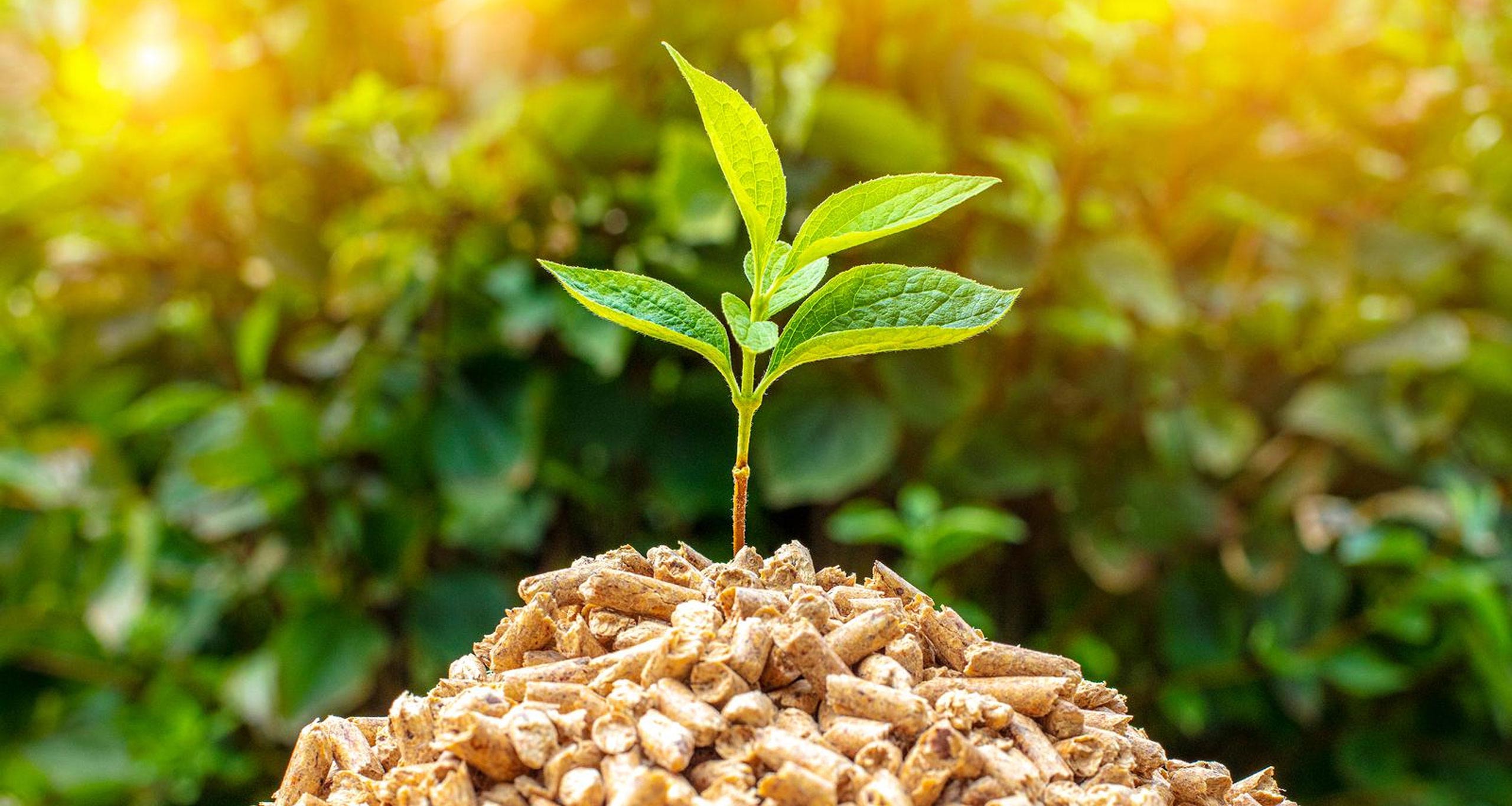 biomass-energy
